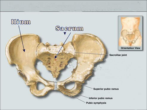 Mens Pelvic Bone