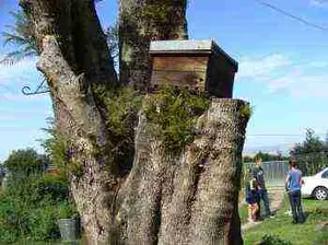 Bee-traps-tree-stump.jpg