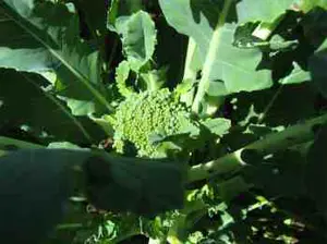 Broccoli facts help us to uncover some of the basic science behind the queen of tumour-prevention. The vegetable is rich in folate too.