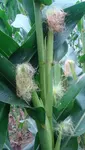 corn in flower