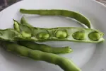 Broad beans in shells