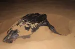 Turtle leatherback laying eggs