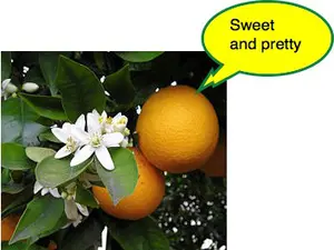 Mandarin fruit and flowers-2