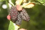 Mulberrry cluster