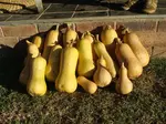 Butternut organic in normal soil