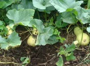 Organic butternut needs a mound of compost and then the plants will follow you in the kitchen door if you are not careful. For me it is about the very best soup.