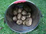 Potatoes in bucket opt