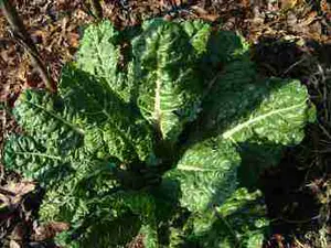 Fresh spinach recipes are rich in magnesium, water-soluble fibre and phytosterols; and much more. 