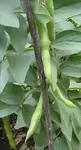 broad bean adult pods