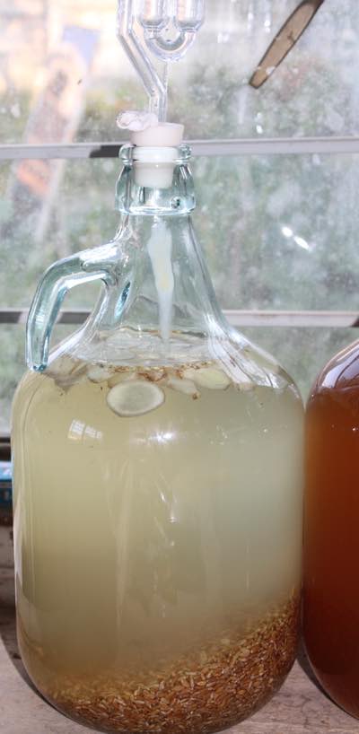 1 gallon wheat beer 1 gallon wheat beer