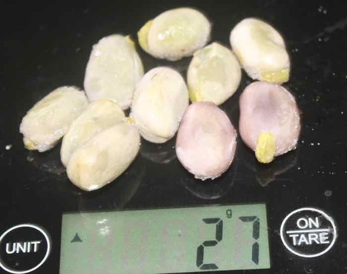 10 broad beans 27g 10 broad beans 27g