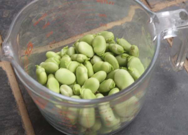 2 cups green broad beans