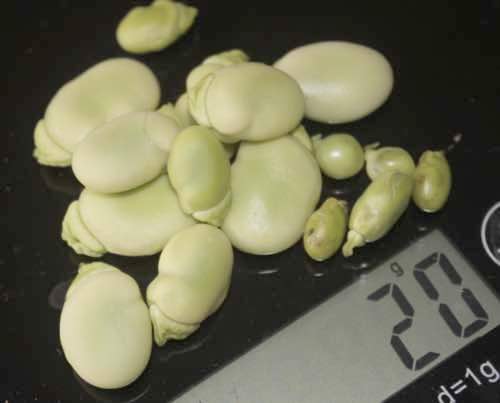 20 grams of legumes
