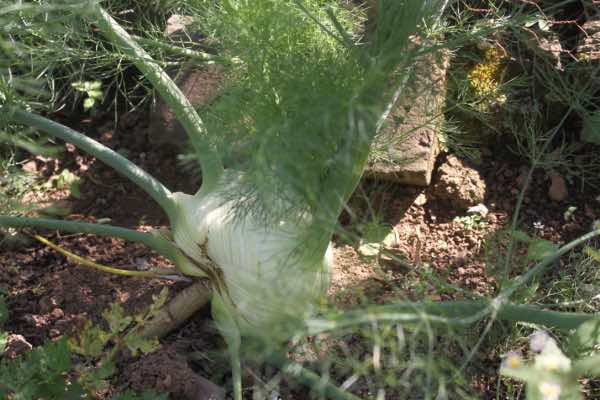 Fennel bulb Fennel bulb