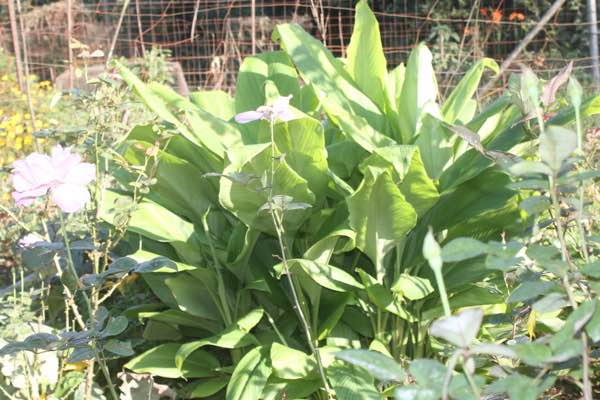 A forest of turmeric A forest of turmeric