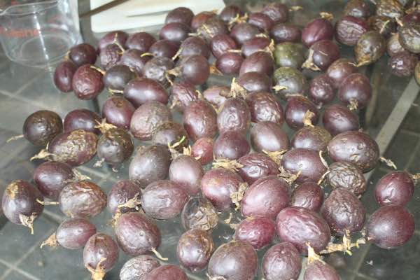 A glut of passionfruit