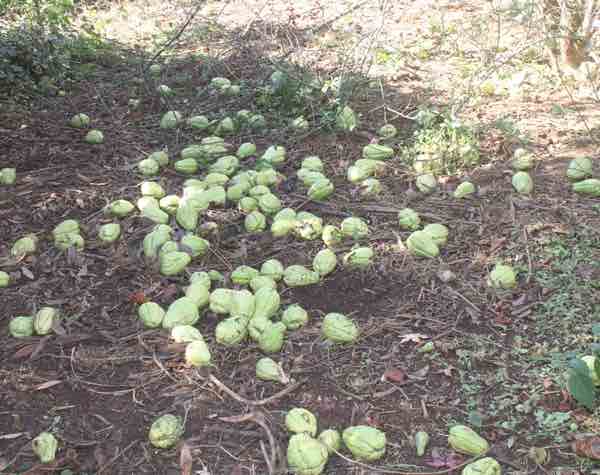 A glut of susus A glut of susus