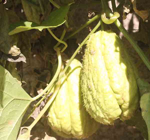 A susu vine A susu vine