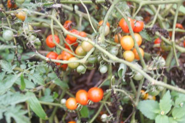 An abundance of cherry tomatoes