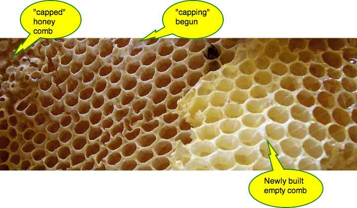 A piece of African honey bee comb showing the various stages of development. A piece of African honey bee comb showing the various stages of development.