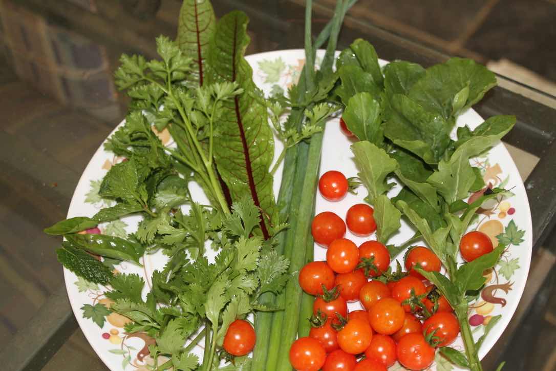 Dark green leafy vegetables have a surprising amount of vitamin E to prevent frailty. Dark green leafy vegetables have a surprising amount of vitamin E to prevent frailty.