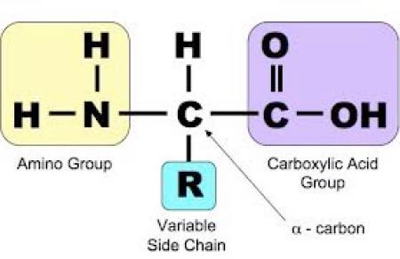 Amino acid structure Amino acid structure