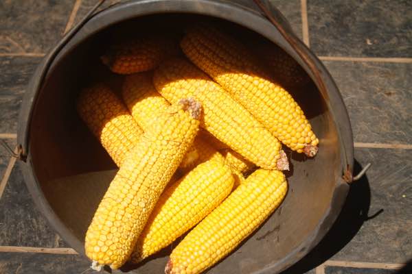 Maize ready for cornbread