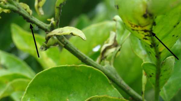 Asphyxiated aphids after use of white oil. Asphyxiated aphids after use of white oil.
