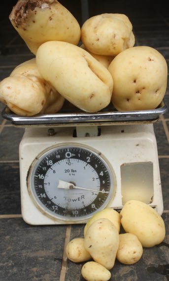 Astonishing harvest of organic potatoes