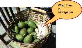 Advocado Fuerte basket 225 Advocado Fuerte basket 225