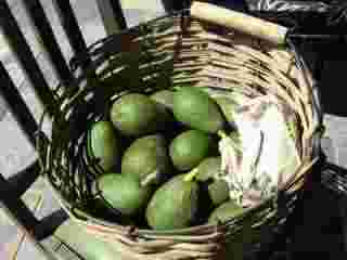 Fuerte and Hass avocados. Fuerte and Hass avocados.