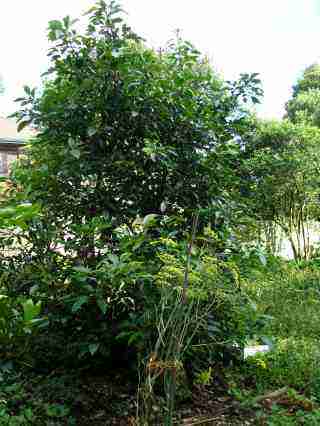 The Pinkerton avocado tree at 3 years. The Pinkerton avocado tree at 3 years.