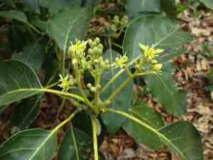 The first flowers on the Pinkerton avocado tree we planted. The first flowers on the Pinkerton avocado tree we planted.