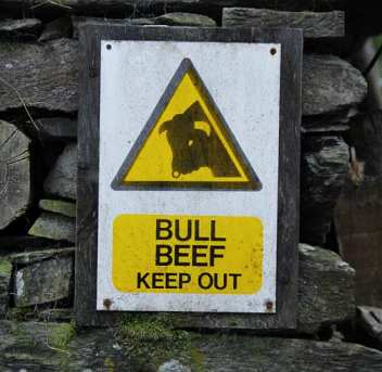 Bull beef. Bull beef.