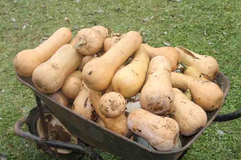 Barrowful of butternut Barrowful of butternut