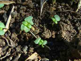 Sweet basil seedlings. Sweet basil seedlings.