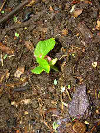 Dwarf bean seedling Dwarf bean seedling