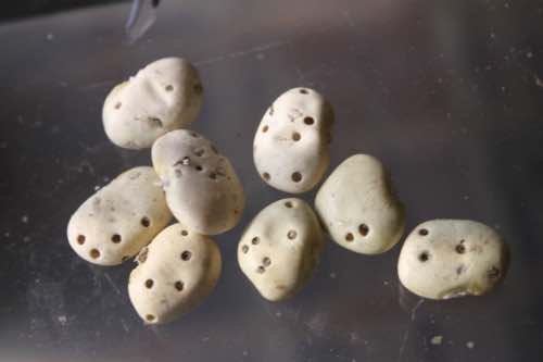 Bean seeds weevils