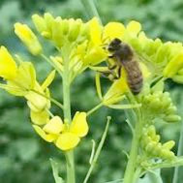 Bee enjoying mustard flowers Bee enjoying mustard flowers