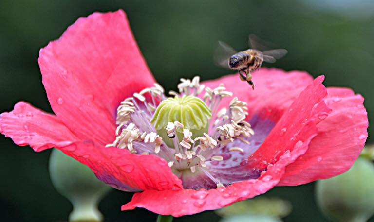 A bee carrying natural honey on her way back to the hive from poppy flower.