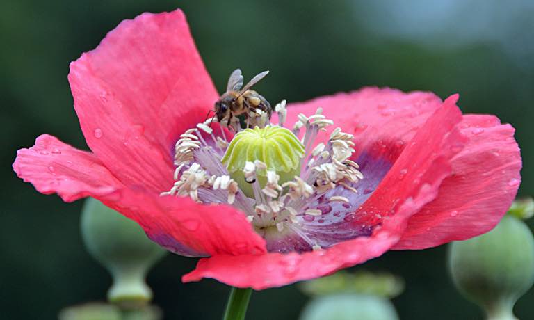 A honey bee pollinating a poppy flower. A honey bee pollinating a poppy flower.