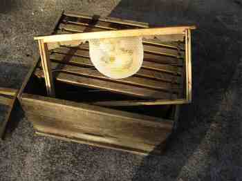 Bee trap preparation with natural wax as taken from our journal. Bee trap preparation with natural wax as taken from our journal.