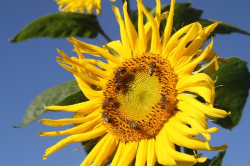 Bees feeding hungrily on a sunflower Bees feeding hungrily on a sunflower
