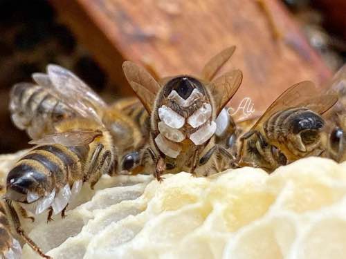 Bees producing wax Bees producing wax