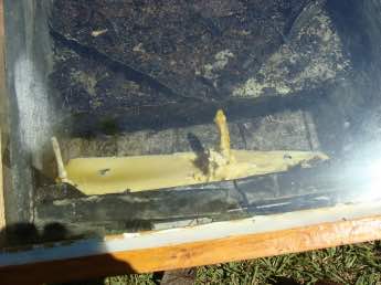 Beeswax dripping in the extractor Beeswax dripping in the extractor