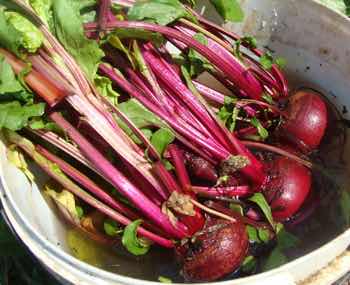 Freshly-harvested beets in a bucket. Freshly-harvested beets in a bucket.