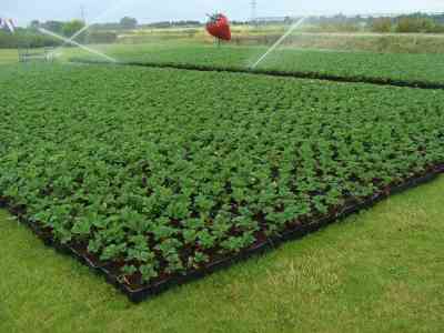 Benefits of strawberries in trays