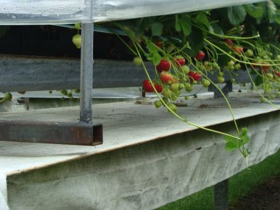 The benefits of strawberries include high folate levels. The benefits of strawberries include high folate levels.