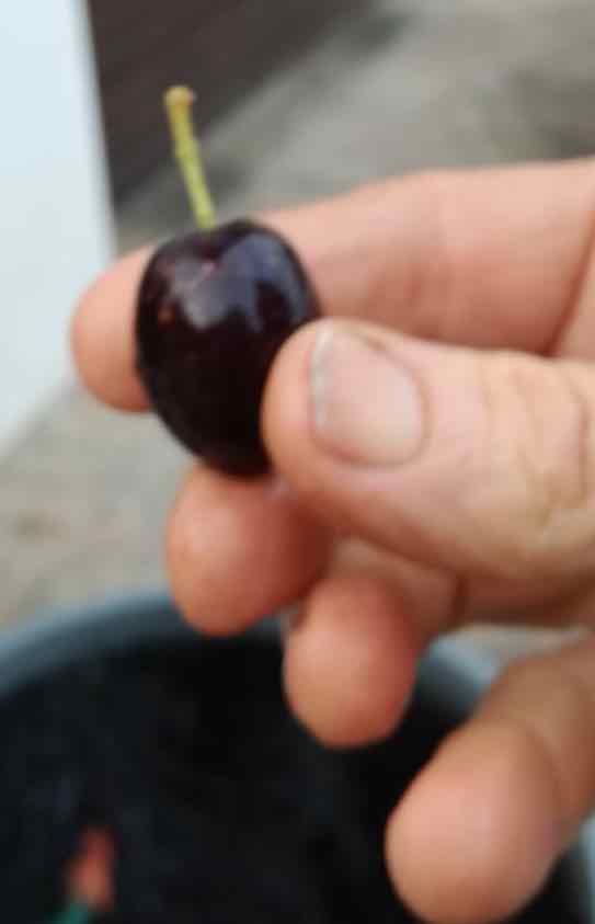 Black mission olive.