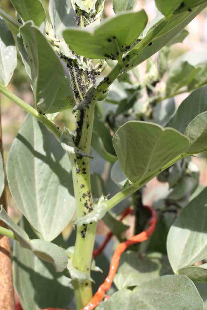 aphids black on broad beans